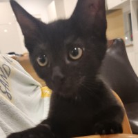 Photo of Slinky