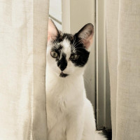 Photo of Badger
