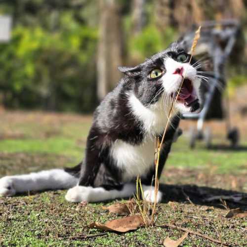 Lucy - Domestic Short Hair (DSH) Cat