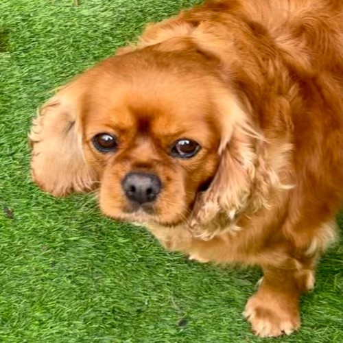 Winnie - Cavalier King Charles Spaniel Dog