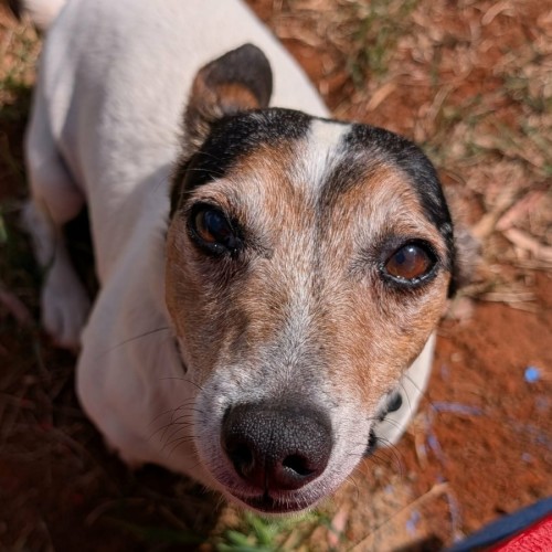 Spotty - Jack Russell Terrier Dog