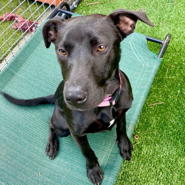 Photo of D1043 Milla 