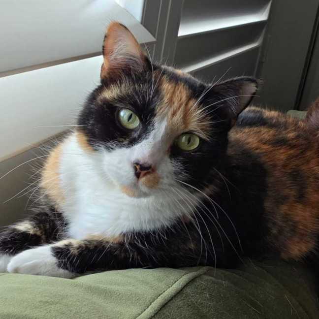 Photo of Lily