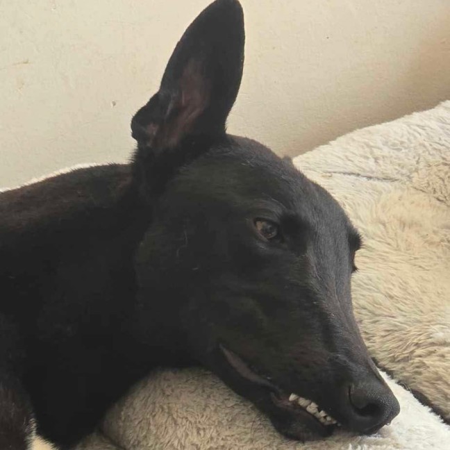 Photo of Connor, The Greyhound 