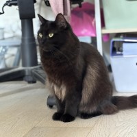 Photo of 🐈‍⬛ Annie 🐈‍⬛