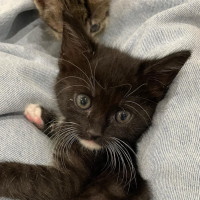 Photo of Tori   Located In Wantirna South