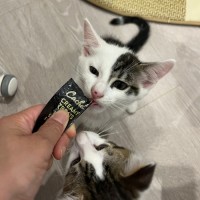 Photo of Marshmallow