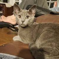 Photo of Perseus