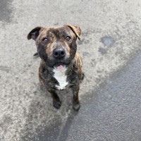 Photo of Frankie