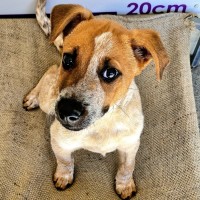 Photo of D1060 Nudge