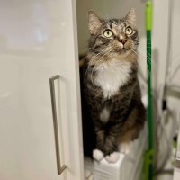 Photo of Freddy   In Foster Care In Preston