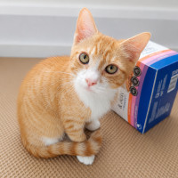 Photo of Shrimp
