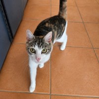 Photo of 🐾 Buffy 🐾