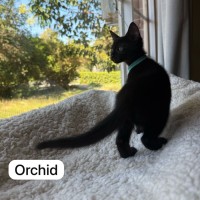 Photo of Orchid