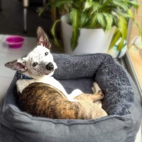 Photo of Yahtzee
