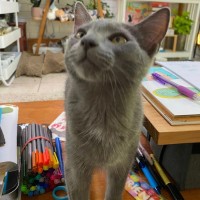 Photo of Mystery Saja