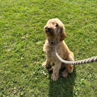 Photo of Scout