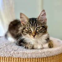 Photo of Trixie