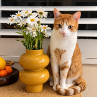 Photo of Maple