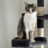 Photo of Pow & Lavender Haze