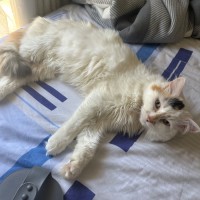 Photo of Cashew *9 Lives Project Rescue*