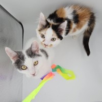 Photo of Mango & Sully