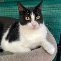 Photo of Libby ** 2nd Chance Cat Rescue **