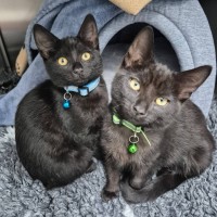 Photo of Rhonda **2nd Chance Cat Rescue**