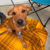 Photo of Rusty