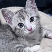 Photo of Mousey