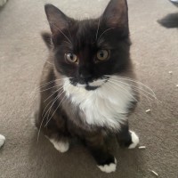 Photo of Hecate **2nd Chance Cat Rescue**