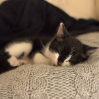 Photo of Willy Wobbler