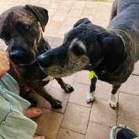 Photo of Luca And Tinka 