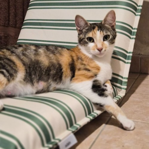 Squeak - Domestic Short Hair (DSH) Cat