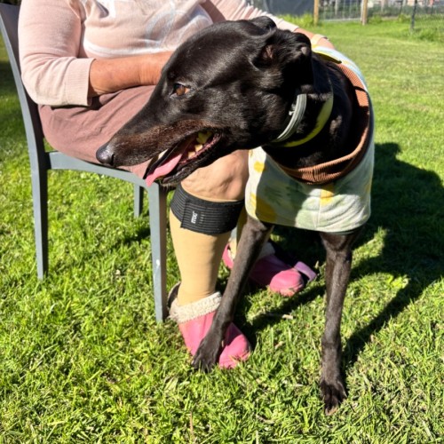 Rachael - Greyhound Dog