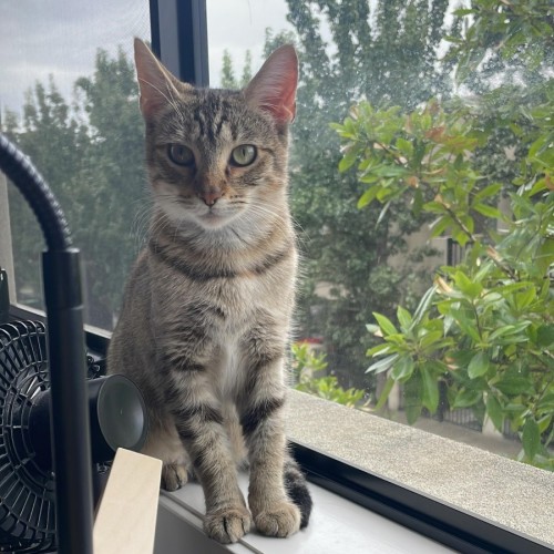 Marge - Domestic Short Hair (DSH) Cat