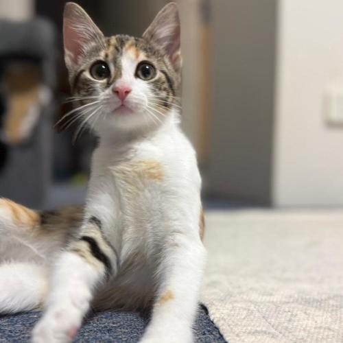 Jade  - Domestic Short Hair (DSH) Cat