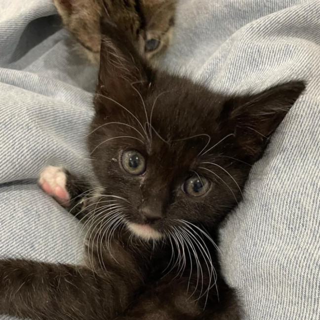 Photo of Tori   Located In Wantirna South