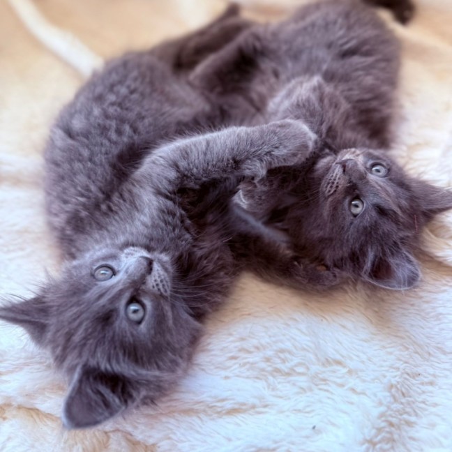 Photo of Hamilton 💙