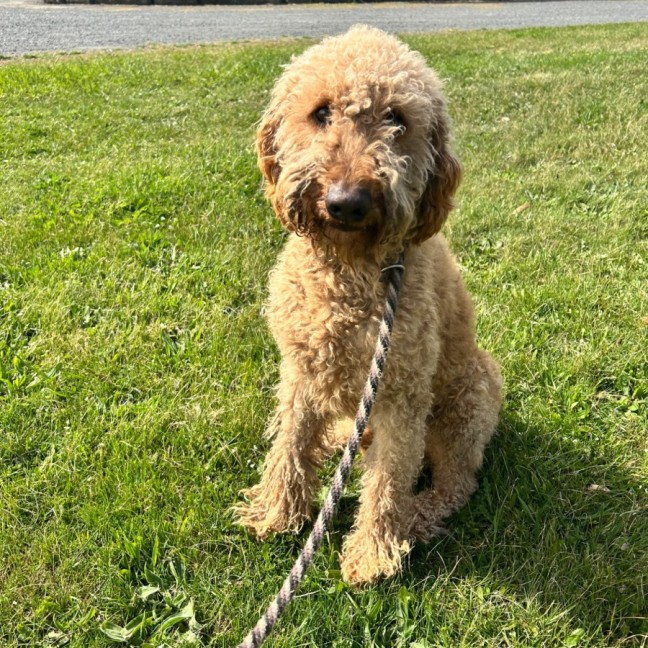 Photo of Scout