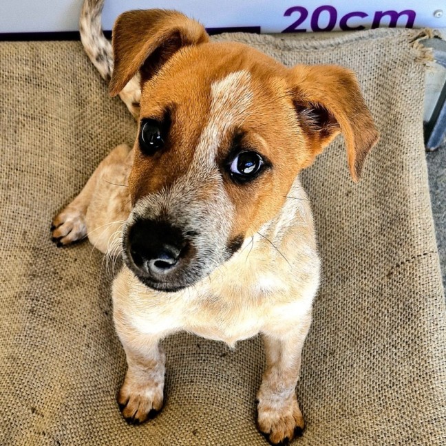 Photo of D1060 Nudge