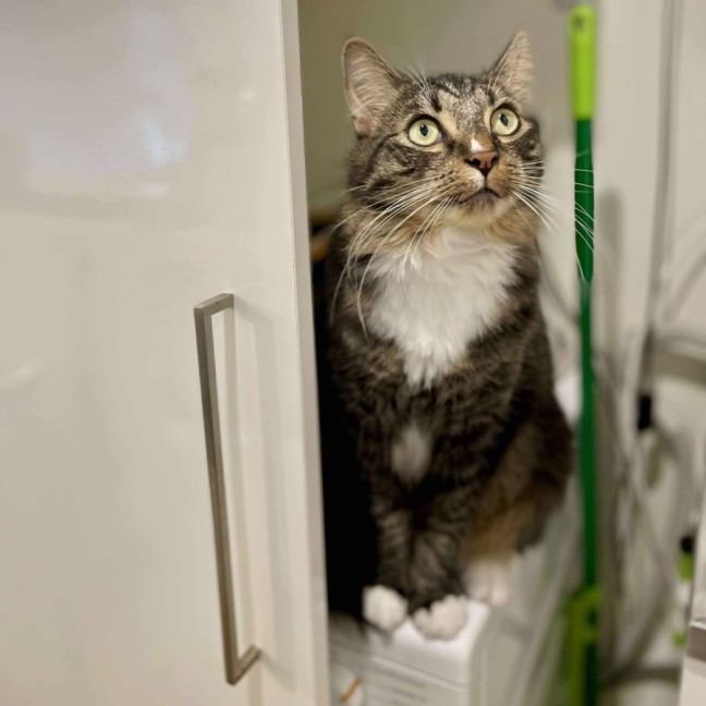 Photo of Freddy   In Foster Care In Preston