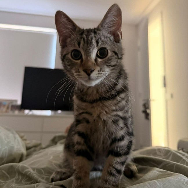 Photo of Tigre
