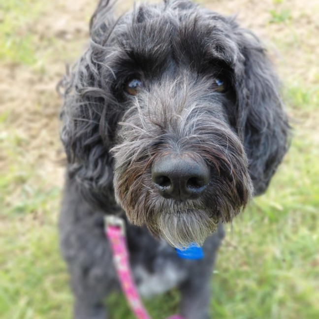 Photo of Tilly 