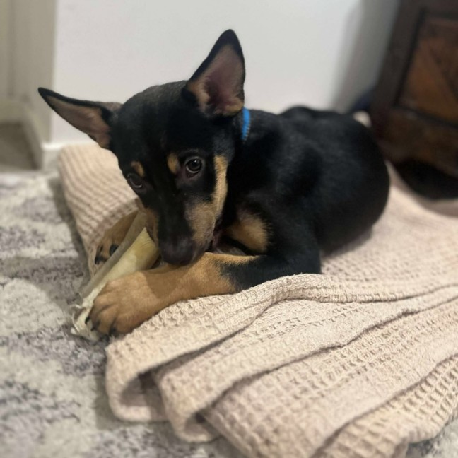 Photo of Chase
