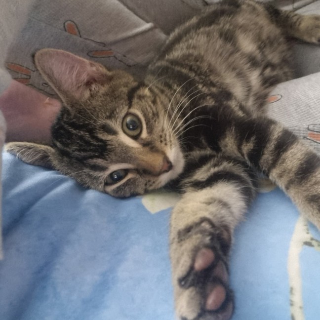 Photo of Goose