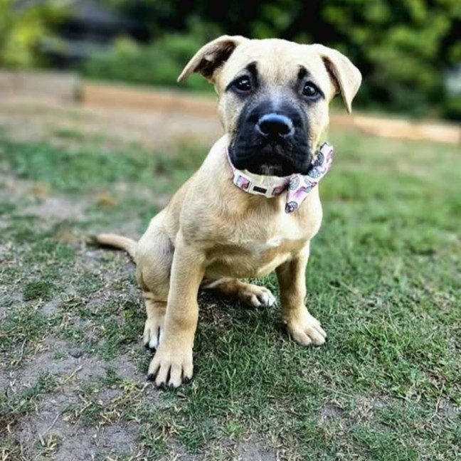 Photo of Coco