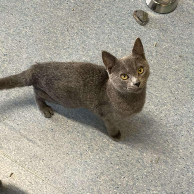 Photo of Forky   Located In Ashburton