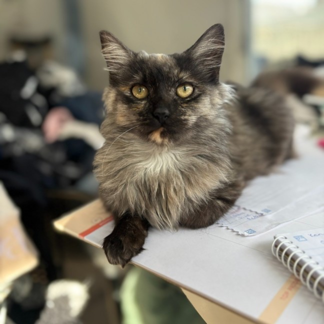 Photo of Diamond 💍💎