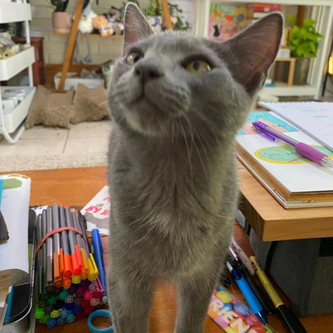 Photo of Mystery Saja